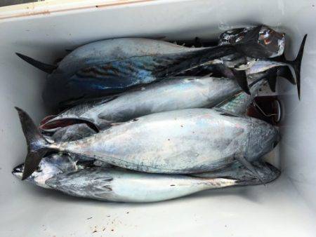 鵜来島家本渡船 釣果