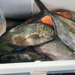 鵜来島家本渡船 釣果