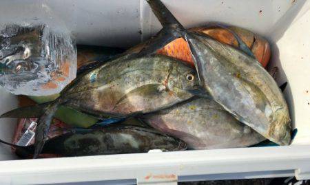 鵜来島家本渡船 釣果