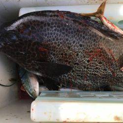 鵜来島家本渡船 釣果