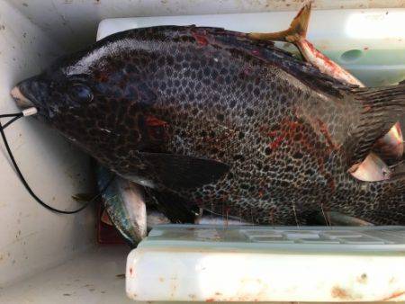 鵜来島家本渡船 釣果