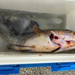 鵜来島家本渡船 釣果