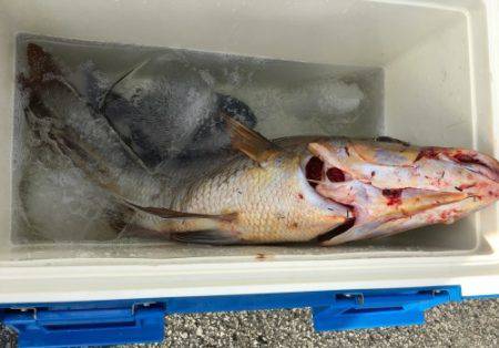 鵜来島家本渡船 釣果