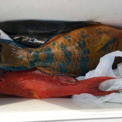 鵜来島家本渡船 釣果