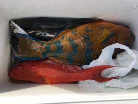 鵜来島家本渡船 釣果