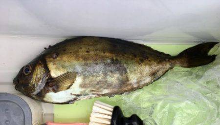 鵜来島家本渡船 釣果