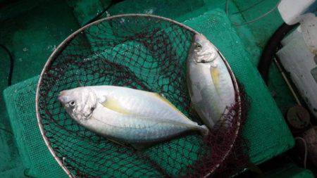 第３浜丸 釣果