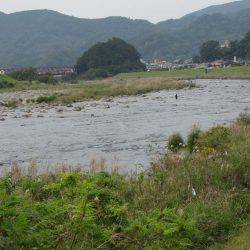 狩野川(狩野川漁業協同組合) 釣果