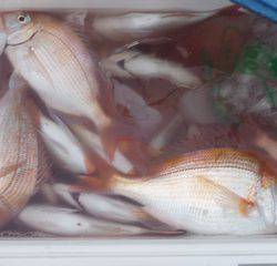 松福丸 釣果