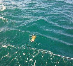 IDATEN（イダテン） 釣果