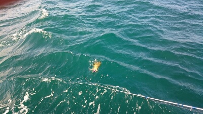 IDATEN（イダテン） 釣果