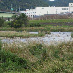 狩野川（狩野川漁業協同組合） 釣果