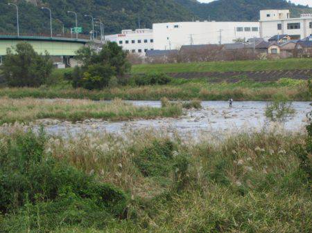 狩野川（狩野川漁業協同組合） 釣果