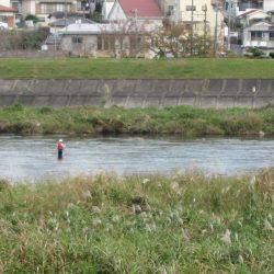 狩野川（狩野川漁業協同組合） 釣果