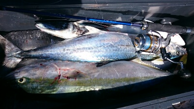 IDATEN(イダテン) 釣果