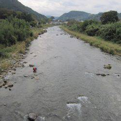 狩野川(狩野川漁業協同組合) 釣果