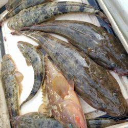 Magic(マジック) 釣果