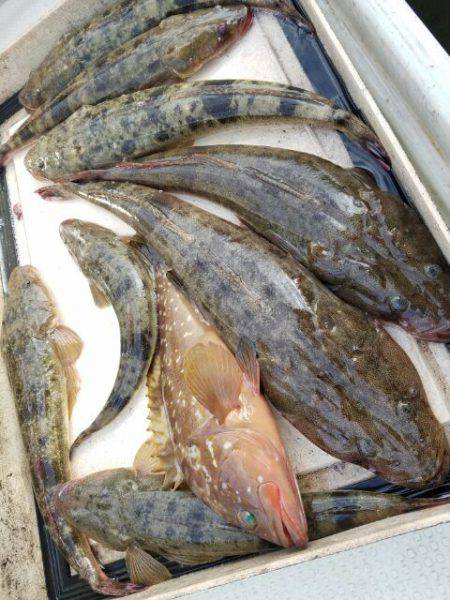 Magic(マジック) 釣果