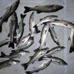 TOPGUN名古屋 釣果