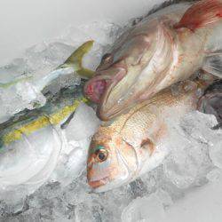 こうゆう丸 釣果