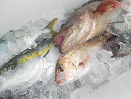 こうゆう丸 釣果