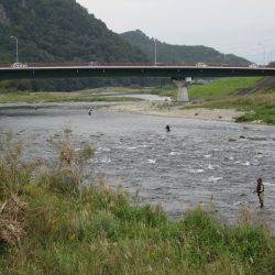 狩野川(狩野川漁業協同組合) 釣果