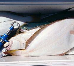 IDATEN（イダテン） 釣果