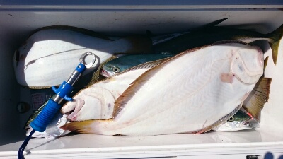 IDATEN（イダテン） 釣果