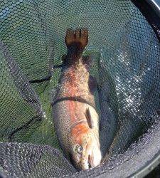 会津大川（会津非出資漁業協同組合） 釣果