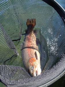 会津大川（会津非出資漁業協同組合） 釣果