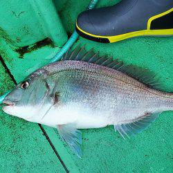 第三むつりょう丸 釣果