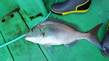 第三むつりょう丸 釣果