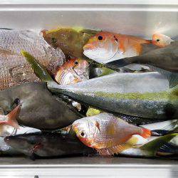 第三むつりょう丸 釣果