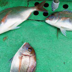 第三むつりょう丸 釣果