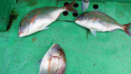 第三むつりょう丸 釣果