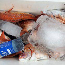 第三むつりょう丸 釣果