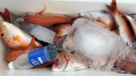 第三むつりょう丸 釣果