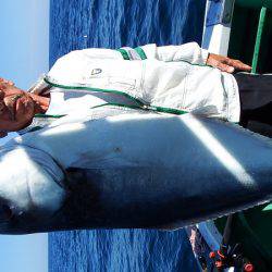 第三むつりょう丸 釣果