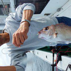 第三むつりょう丸 釣果