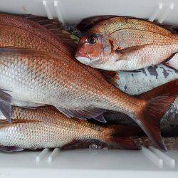 第三むつりょう丸 釣果