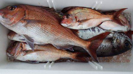 第三むつりょう丸 釣果