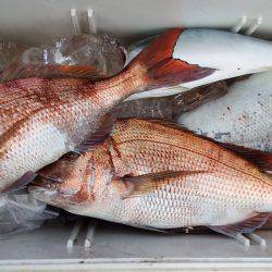 第三むつりょう丸 釣果