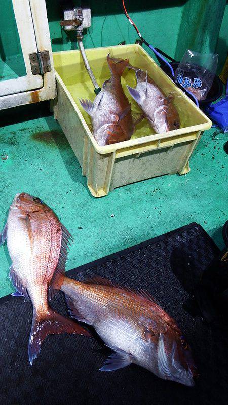 第三むつりょう丸 釣果