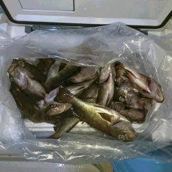黒潮丸 釣果