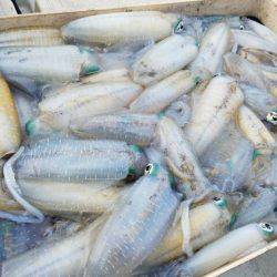 Magic(マジック) 釣果