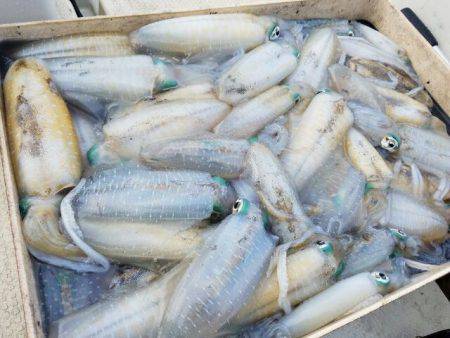 Magic(マジック) 釣果