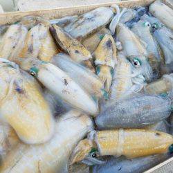 Magic（マジック） 釣果