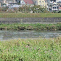 狩野川(狩野川漁業協同組合) 釣果