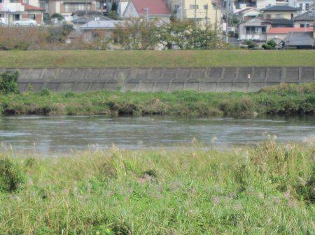 狩野川（狩野川漁業協同組合） 釣果