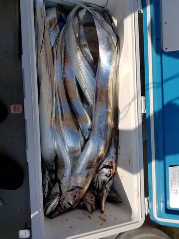 遊漁船　ニライカナイ 釣果